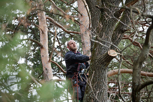 Best Tree Removal  in Wadsworth, OH